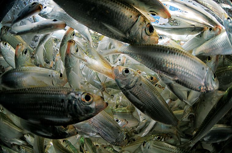 live bait